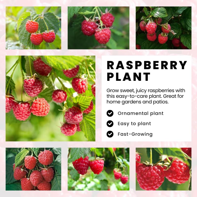 2 Raspberry Plants Live, Red Caroline Raspberry Bush for Planting, 4-7" in Tall, Spring Raspberries Cold Hardy