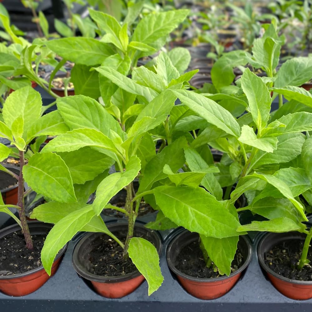 Pack of 3 Longevity Spinach Plants Live, Spinach Herb Plants for Growing, 4-6 Inches Tall