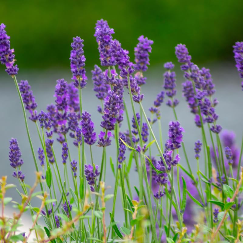 2 Phenomenal Lavender Plants Live for Planting, 4-8" Lavender Plant, Fragrant Purple Flowers, No Pot, Bare Root Herb for Garden, Container Growing