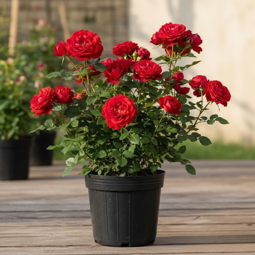 Rose Plant Live, Red Rosa Live Plant, Fragrant Red Flower, 2-3 Feet Tall for Growing