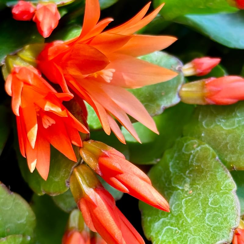 Orange Easter Cactus Live Plants, Spring Cactus 4-6 Inch, Houseplant Indoor Planting