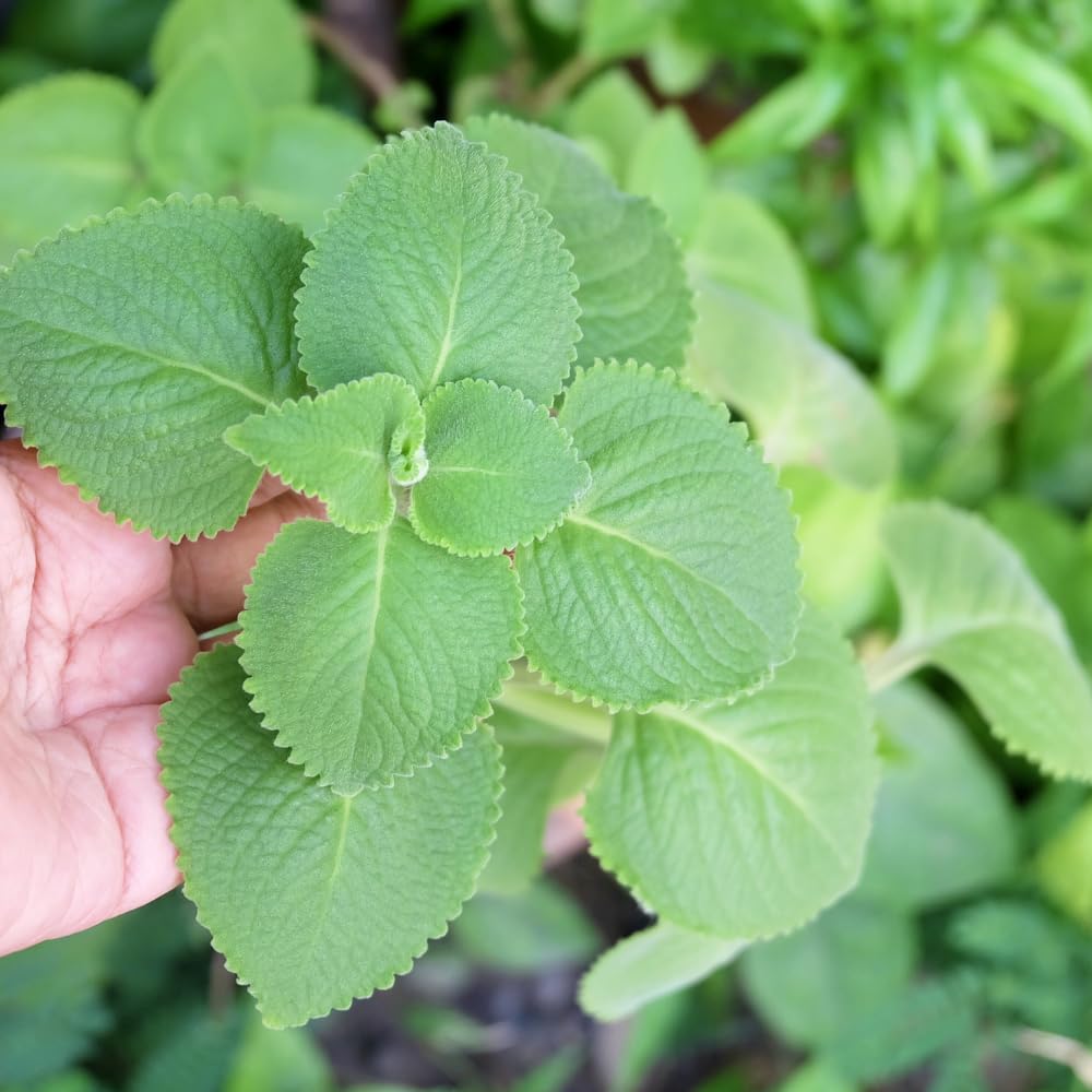 Cuban Oregano Plants Live, Pack 2 Live Cuban Oregano Plant Indoor Oudoor, Mexican Mint Plant, Spanish Thyme Plant, 4 to 6 Inches Tall Outdoor