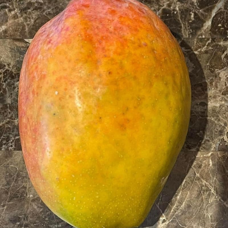 Ugly Mango Tree Live Plant, Fully Rooted in 3 Gallon Pot, Tropical Mango Fruit Tree for Indoor or Outdoor Growing