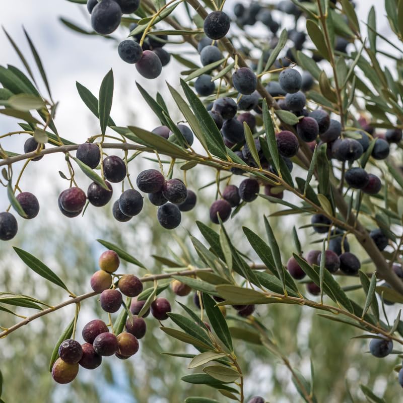 Olive Tree Live Plant, 3 Gallon - 2-3 Ft Tall Hardy Fruiting Olive Tree for Patios, Outdoor Garden, No Ship to CA