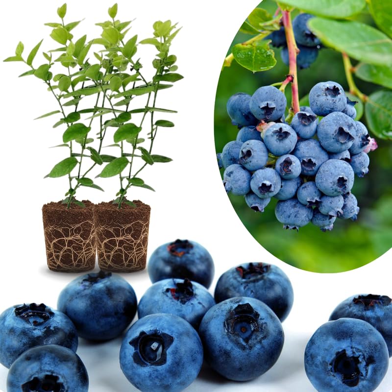 Sets 2 Blueberry Trees Live Plants, Blueberries Bushes, Hardy and High Yield, Seedlings Southern Highbush Blueberry Plants Live for Outdoor Growing, 5-7" Tall (Springhigh)