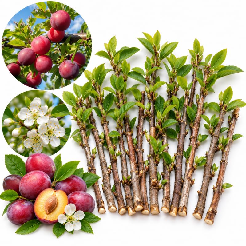24 Wild Plum Tree Cuttings, Unrooted Stems, Fruit Tree Propagation