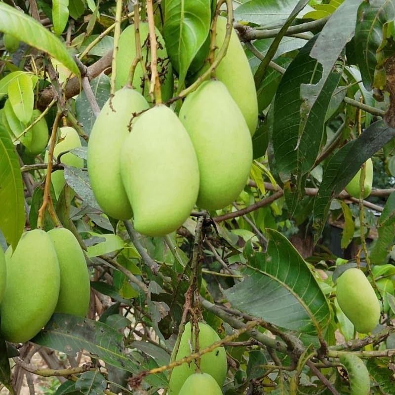 Grafted Bright Yellow Mango Live Tree Plant, 2-3 Feet Tall, Mango Fruit Plant in 3 Gallon Pot for Garden and Container Growing, No Ship to CA
