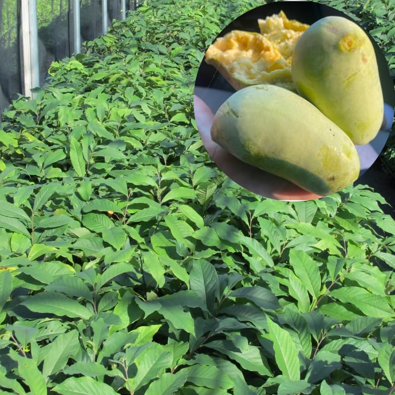 Cold Hardy Pawpaw Tree 1-2 Feet Tall Live Plant, Paw Paw Asimina Triloba Tropical-Tasting Unique Fruit Tree for Home Gardens, Spring Planting