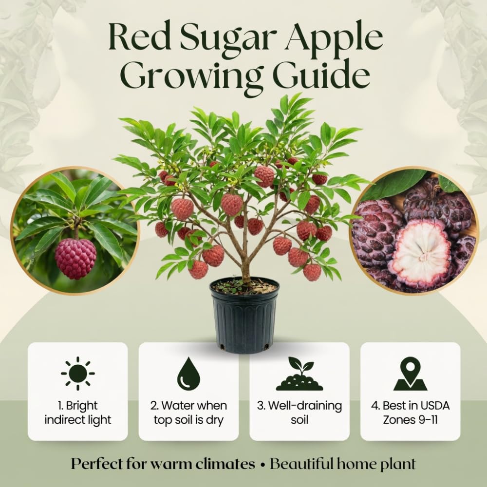 Red Sugar Apple Tree Live Plant in 3 Gallon Pot, Sugar Apple Fruit Trees Live Plants, Tropical Sweet Fruits, 2-3 Feet Tall, Ready for Home Orchard, No Ship to CA