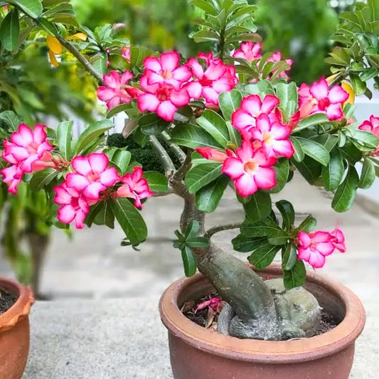 Desert Rose Plant Live, Adenium Obesum Desert Rose Succulent Live Plant, 4-8 Inches Tall, Flowering Cactus