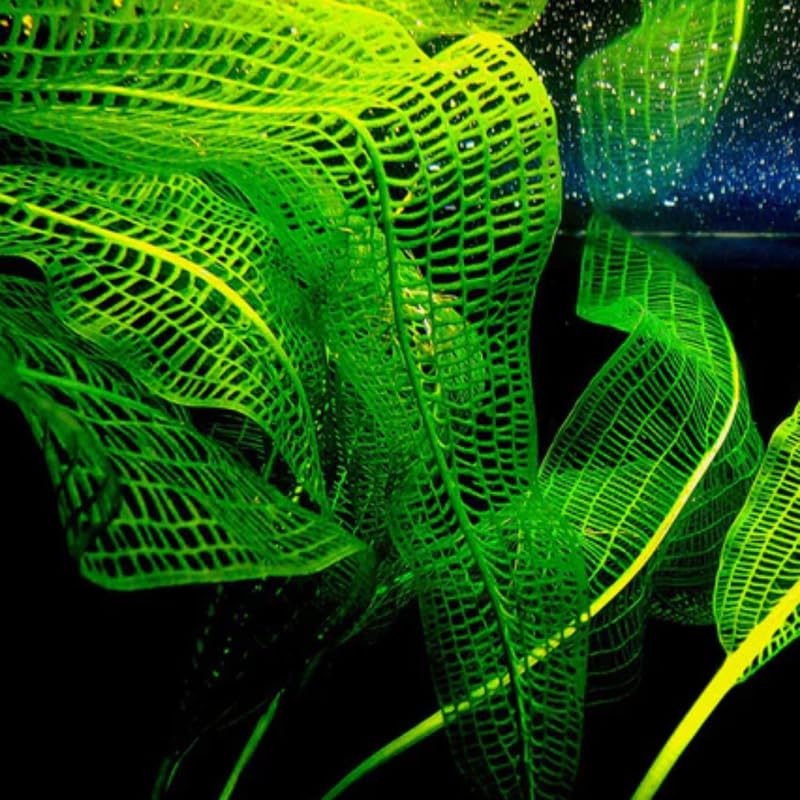 Aponogeton Aquarium Plants Live, 1-2 Bulbs Aquatic Plants, Live Aquarium Plants Bulbs, Freshwater Aquarium for Planting