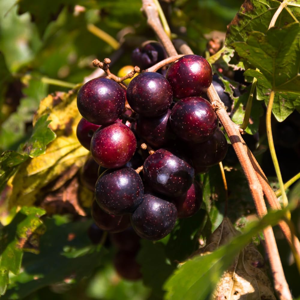 Live Muscadine Grape Plant, Grape Vine 20-24" Tall in Gallon Pot, Outdoor Fruit Vine for Garden, No Ship to CA