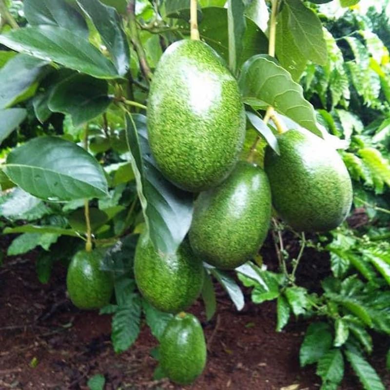 2 Years Old Avocado Tree Live Plant, 3-3.5 Ft Tall in 3 Gallon Pot, Cold Hardy, Ready to Bear Fruit, Outdoor Growing