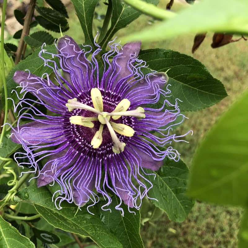2 Purple Passion Flower Plants, 4-8'' Tall Red Passiflora Plant Vine for Planting, Vibrant Passion Flower Starter Plant for Home Garden and Containers, Well Rooted to Grow