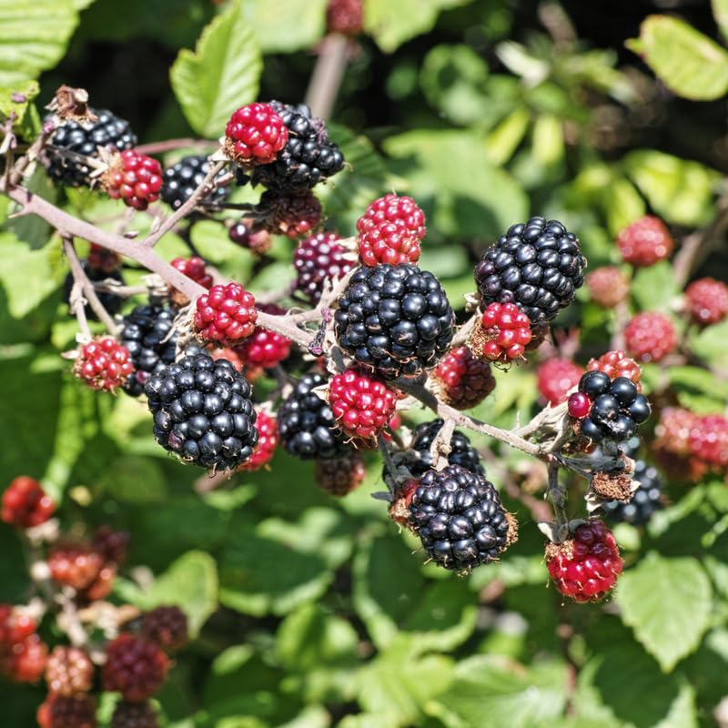 Pack 2 BlackBerry Plants Live, 4-8 Inch Tall, Chester Blackberries Fully Rooted High Yield Berry Plants for Outdoor Planting