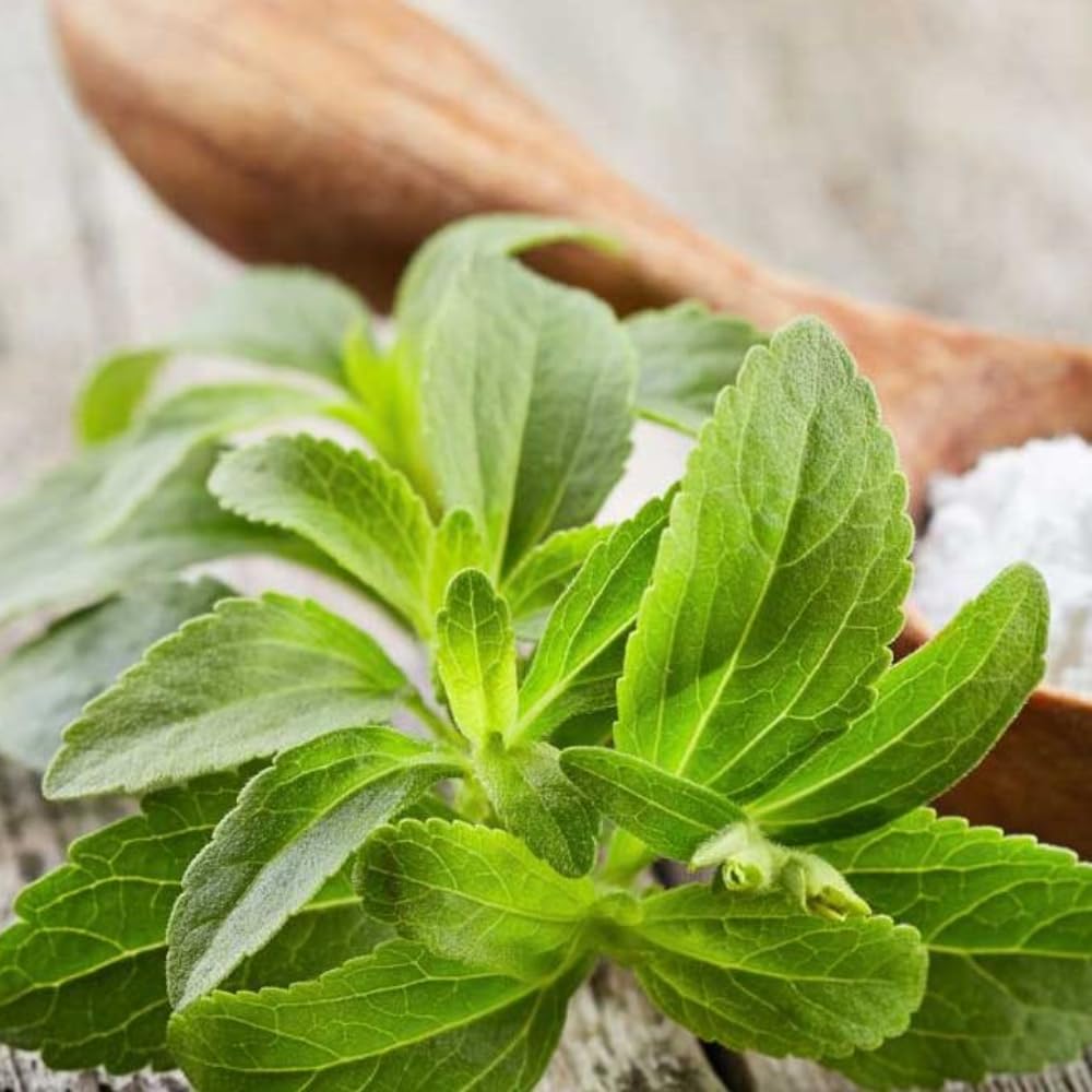 2 Sweet Stevia Plants Live Well Rooted, Stevia Herb Plants in Plug, Starter Plants 4-6" Height