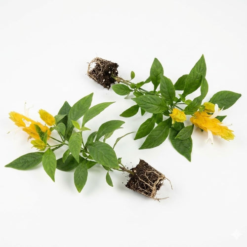 2 Yellow Shrimp Live Plants, 4-8'' Tall Live Yellow Shrimp Plant, Vibrant Flower Starter Plant for Garden or Containers, Perennial Well Rooted Plants to Grow