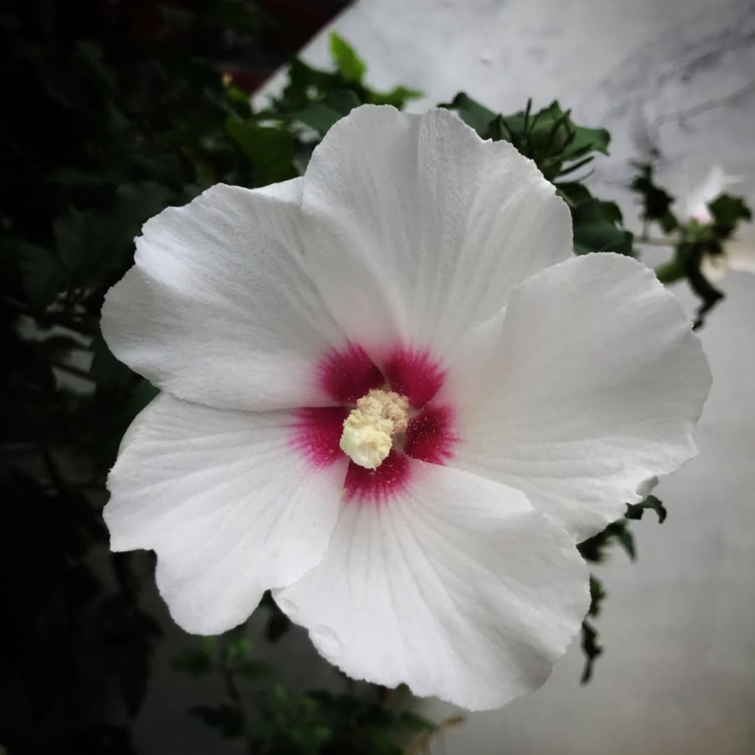 Rose of Sharon Plant Live, Red White Rose of Sharon Live Plant, Hardy Hibiscus Flowering 2-6'' Tall, Outdoor Growing