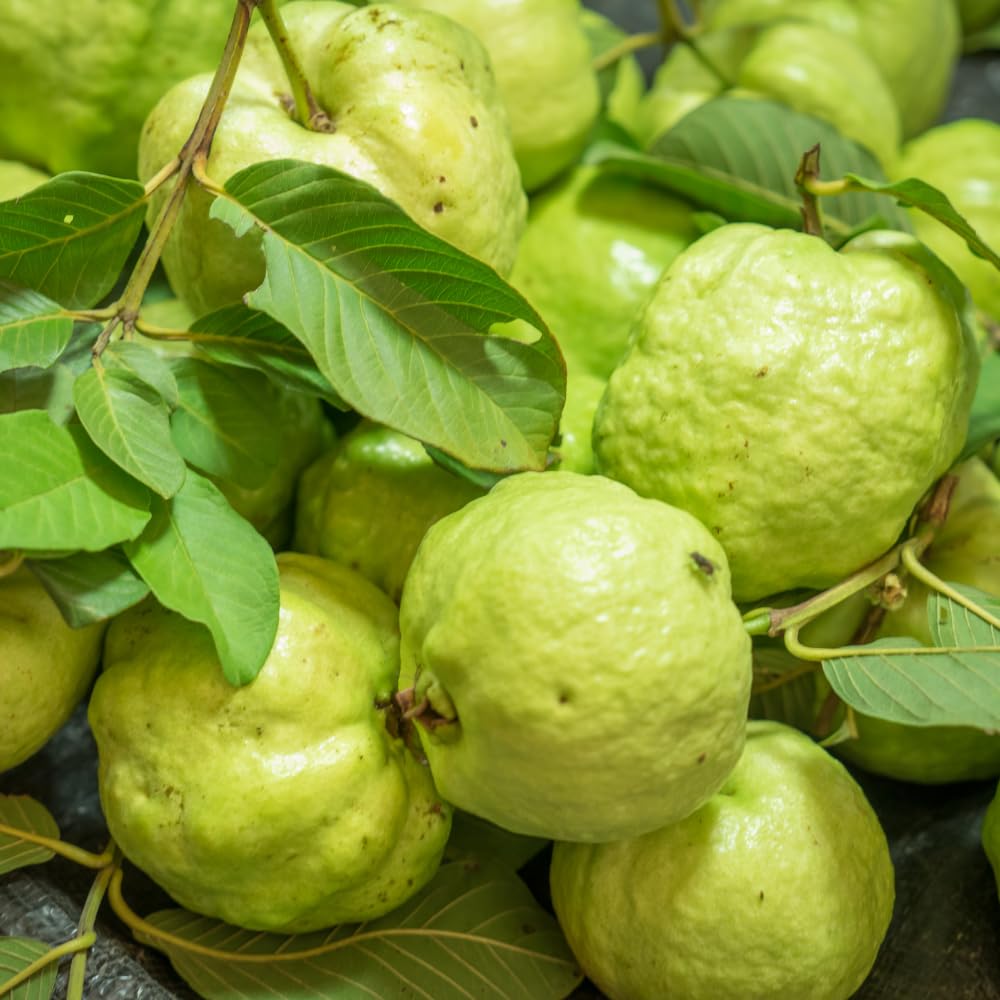 White Guava Tree Live Plant, Tropical Guava Fruit Tree for Planting, Sweet Fruit, 2-3' Tall in 3 Gallon Pot, No Ship to CA
