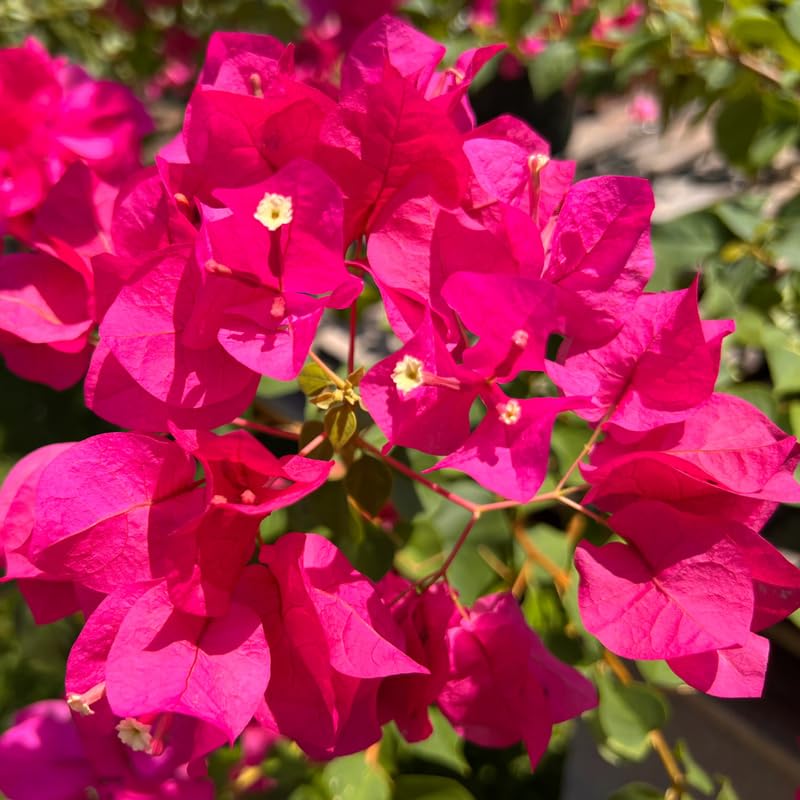 3 Pink Magenta Bougainvillea Plants Live, 4-8” Tall Well-Rooted Bougainvillea Vine Flower Plants, Tropical Climbing Plants, No Pot