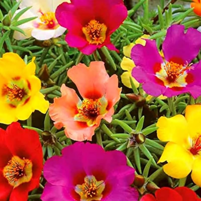4 Mix Moss Rose Plants Live, Portulaca Ground Cover Flowers, 4-6 Inch Tall Plants for Garden or Containers