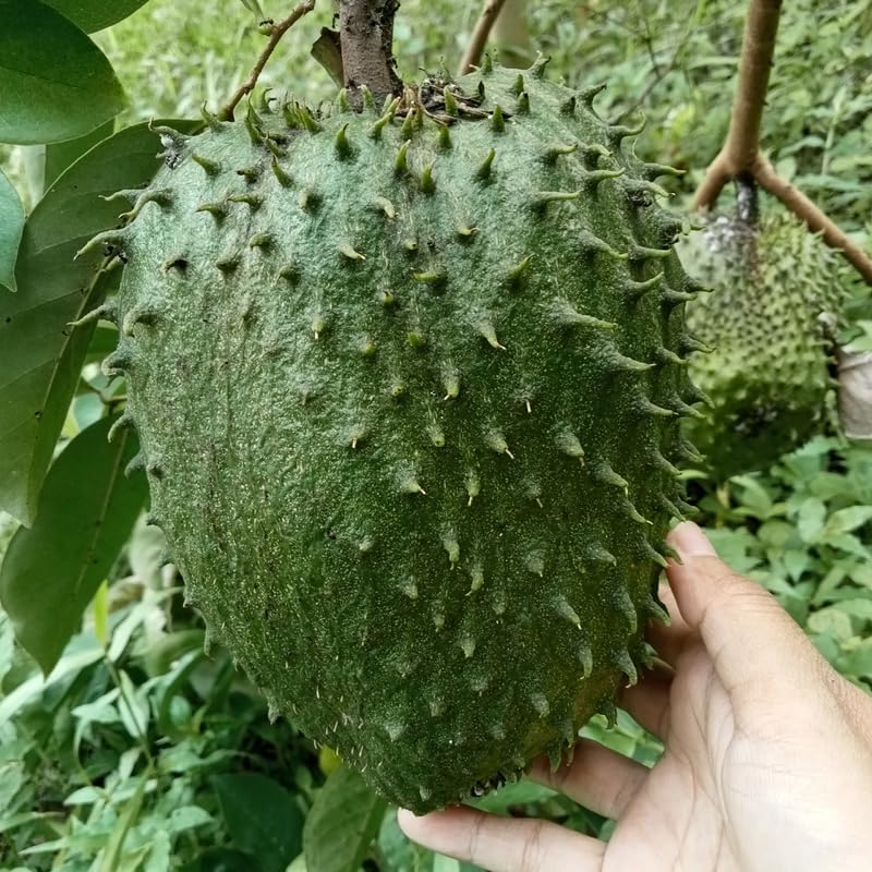 Guanabana Giant Soursop Tree Live Plant, Sweet Soursop Fruit Tree in 1 Gallon Pot for Planting Outdoors, No Ship to CA