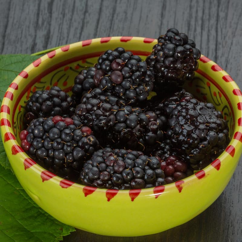 2 BlackBerry Bushes Live Plant, Sweet, Thornless, High Yielding Berries for Outdoor Planting, Fully Rooted 4-7 Inches (Thornless)