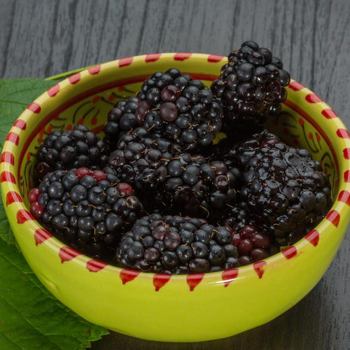 2 BlackBerry Bushes Live Plant, Sweet, Thornless, High Yielding Berries for Outdoor Planting, Fully Rooted 4-7 Inches (Thornless)