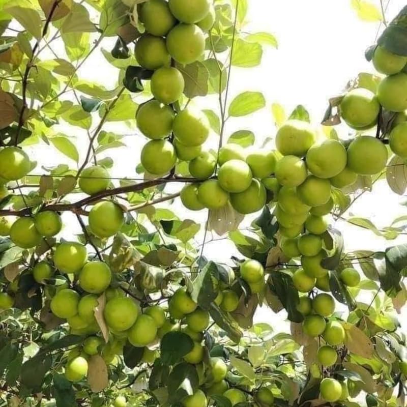 Thai Jujube Tree Live Plant 3 Gallon Pot, 1-1.5 Ft Tall, Date Fruit Tree for Outdoor Garden, Spring Planting, Fast Fruiting