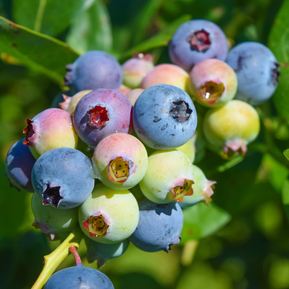 Sweet Blueberry Tree Live Plant in 1 Gallon Pot, 1-2 Ft Tall Blueberry Bush, Berry Fruit Plant for Outdoor Garden, No Ship to CA