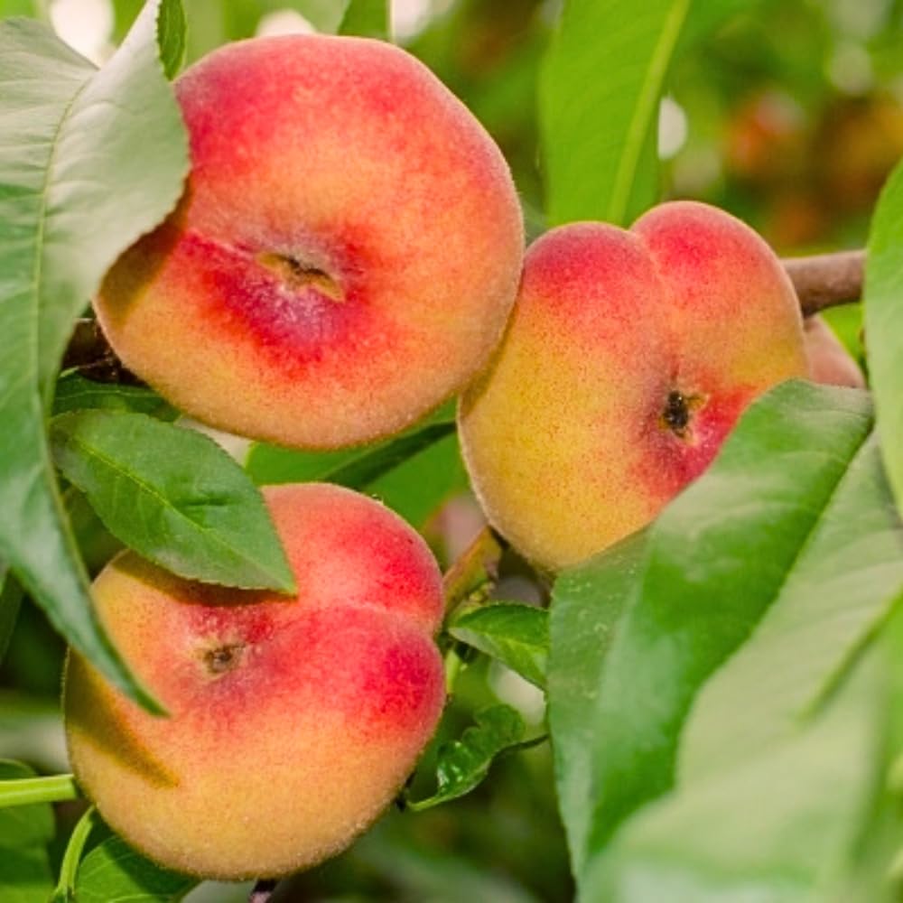 Hardy Donut Peach Tree in 3 Gallon Pot, 2 Years Old Sweet Peach Tree Grafted, Ready to Bear Fruits, 3-4 Ft Tall, No Ship to CA