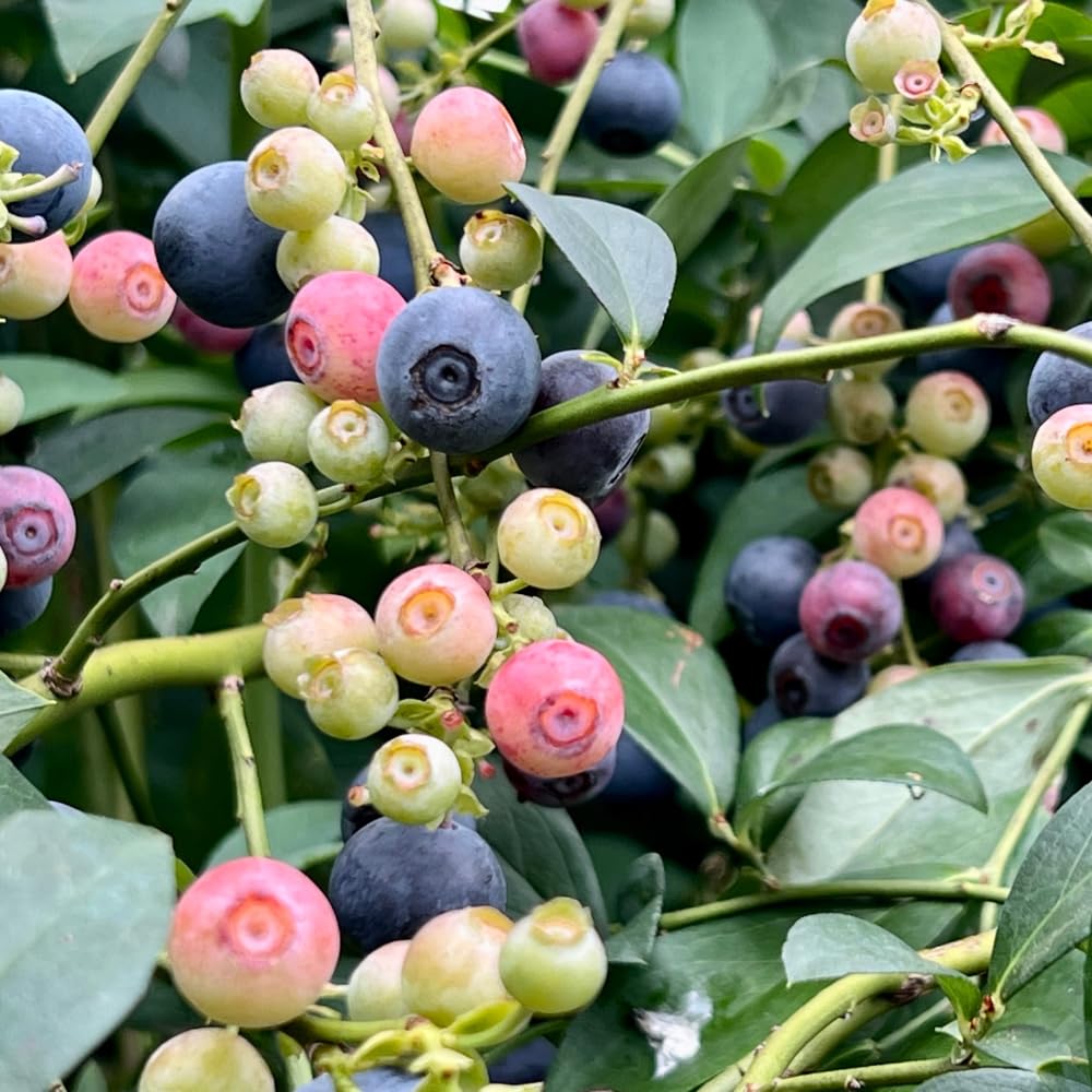 Sweet Blueberry Bush Plant, Live Berry Bush, 1-2 Ft Tall Mid Season Blueberry Plant in 2 Gallon Pot for Outdoor Gardens, No Ship to CA