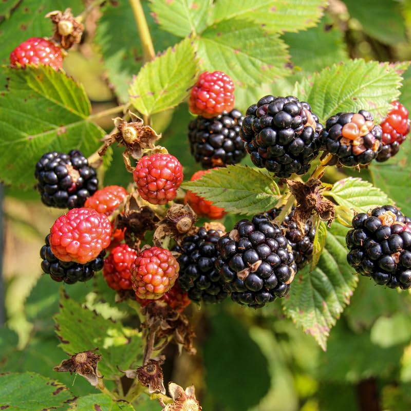 2 Easy Grow Thornless BlackBerry Plants Live for Planting, High Yielding, Sweet Juicy Berries for Your Garden, 4-6" in Tall, Cold Hardy, Dormant in Winter, No Pot
