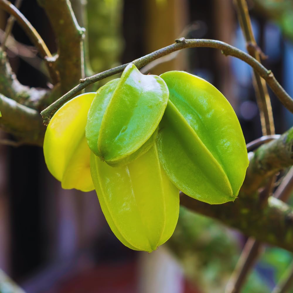 Carambola Tree Plant, Star Fruit Tree, Starfruit Plant, Carambola Fruit Tree 2 to 3 Feet in Tall
