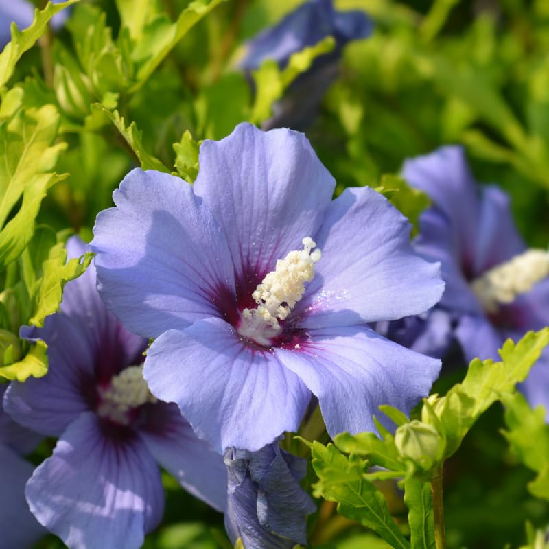Dormant Purple Althea Rose of Sharon Live Plant, Hardy Hibiscus Flowering Shrub 6-12 Inch Tall, Vibrant Althea Blooms for Outdoor Garden