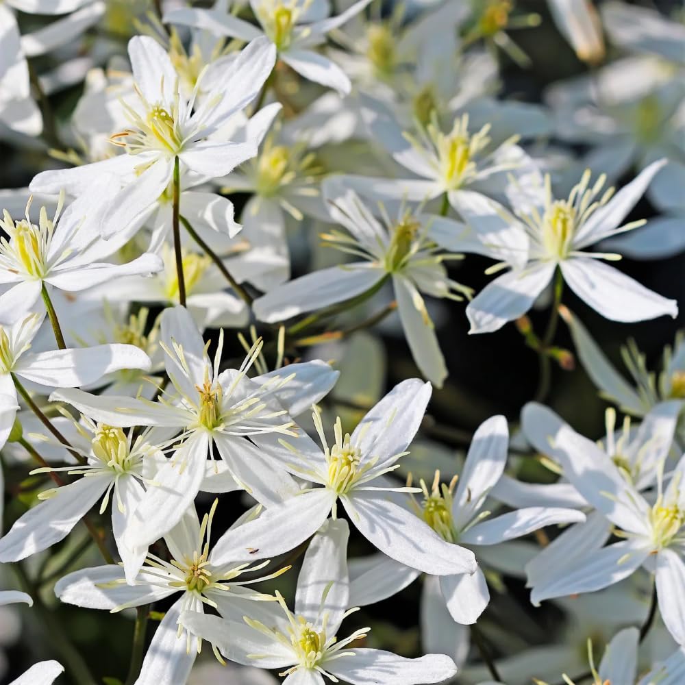 Pack 3 Sweet Autumn Clematis Live Plants, Well-Rooted 4” Pots Clematis Vines, Fragrant White Flowering Climber for Trellises and Landscapes