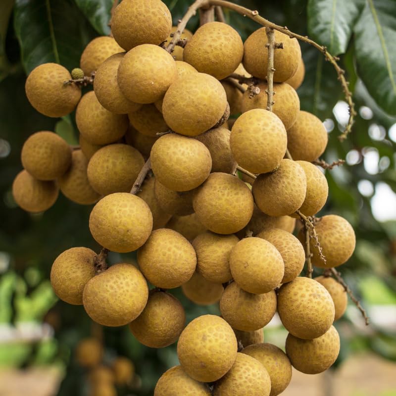 Longan Live Plant, Sweet Longan Tree Potted 3 to 4 Feet, Well Rooted Fruit Tree for Outdoor Garden, No Shipping to CA