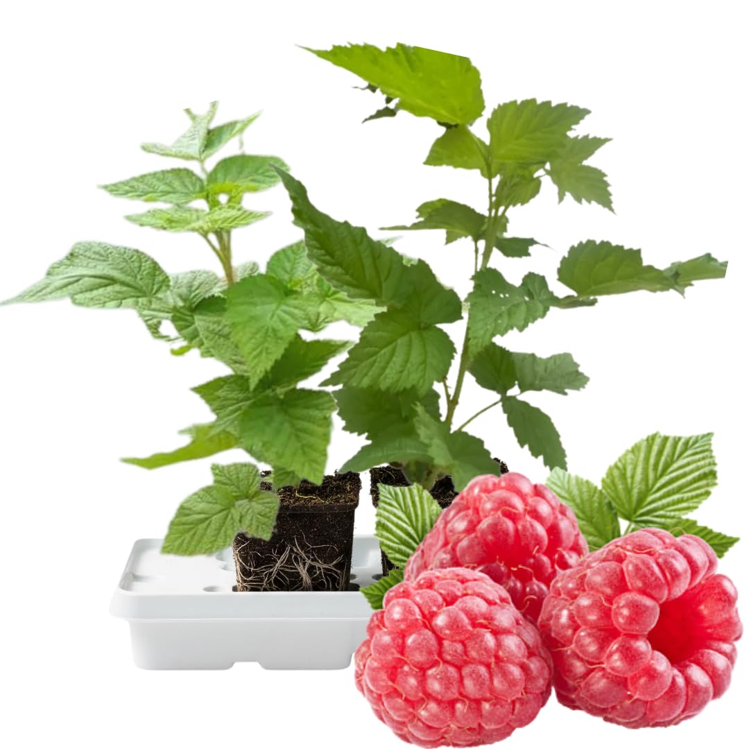 Set 2 Red Raspberry Plants Live, Raspberry Trees Live Plants, Raspberry Seedlings, 5-9 Inc, Raspberry Fruits Trees