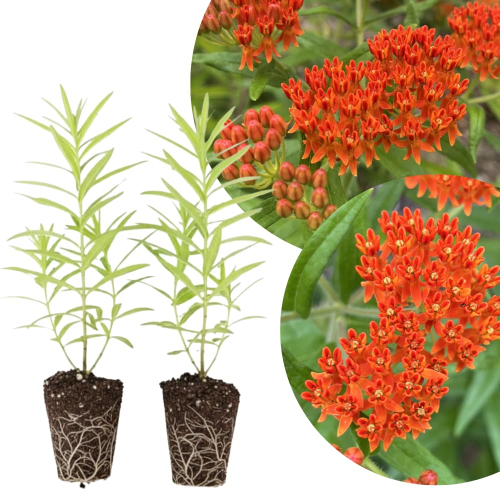 Set 2 Red Milkweed Plants Live, 5-8" Tall Perennial Butterfly Milkweed Plants, Well Rooted, Asclepias Tuberosa Live Plant