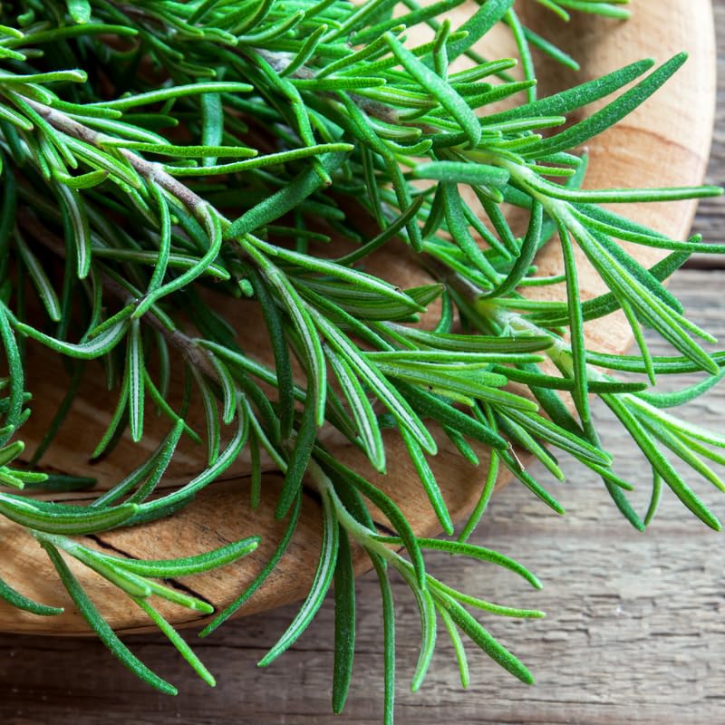 6 Rosemary Plants 4–6'' Tall, Fragrant Culinary Herb, Hardy Rosemary for Outdoor or Container Planting