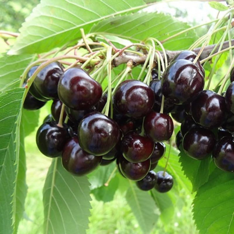 Black Cherry Tree 1-2 Feet, Sweet Cherry Plant Live, Hardy Fruit Trees for Containers or Landscape Planting, Bare Roots