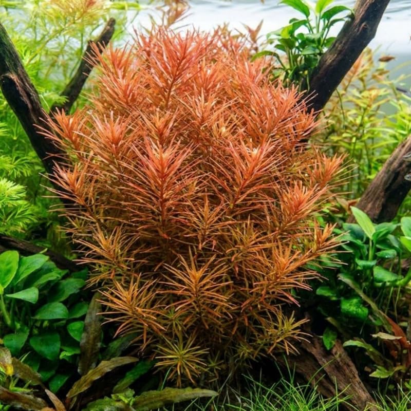 H'ra Red Rotala Plant Stems, Live Aquarium Plant - 1 Clump Bundle