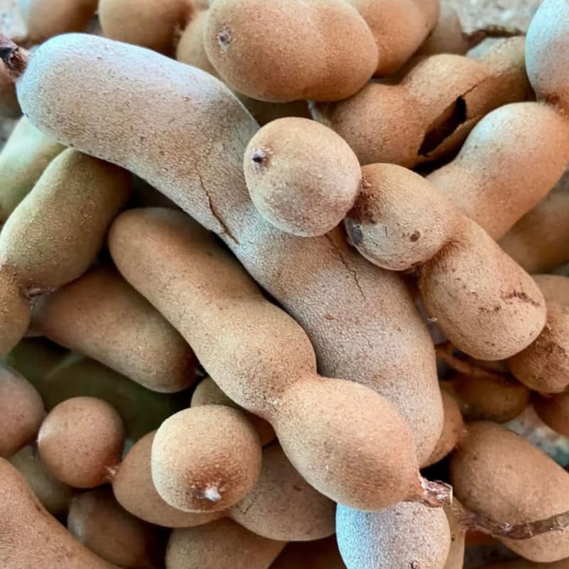 Tamarind Tree Live Plant, Live Tropical Plant 2-3 Feet Height in 3 Gallon Container, Suitable for Garden Planting, No Ship to CA