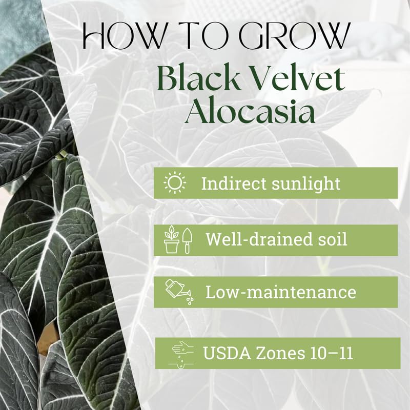 Alocasia Plant Live, Easy-Care Indoor Plant, Rare Alocasia Houseplant 4-8'' Tall for Planting, No Pot (Black Velvet Alocasia)