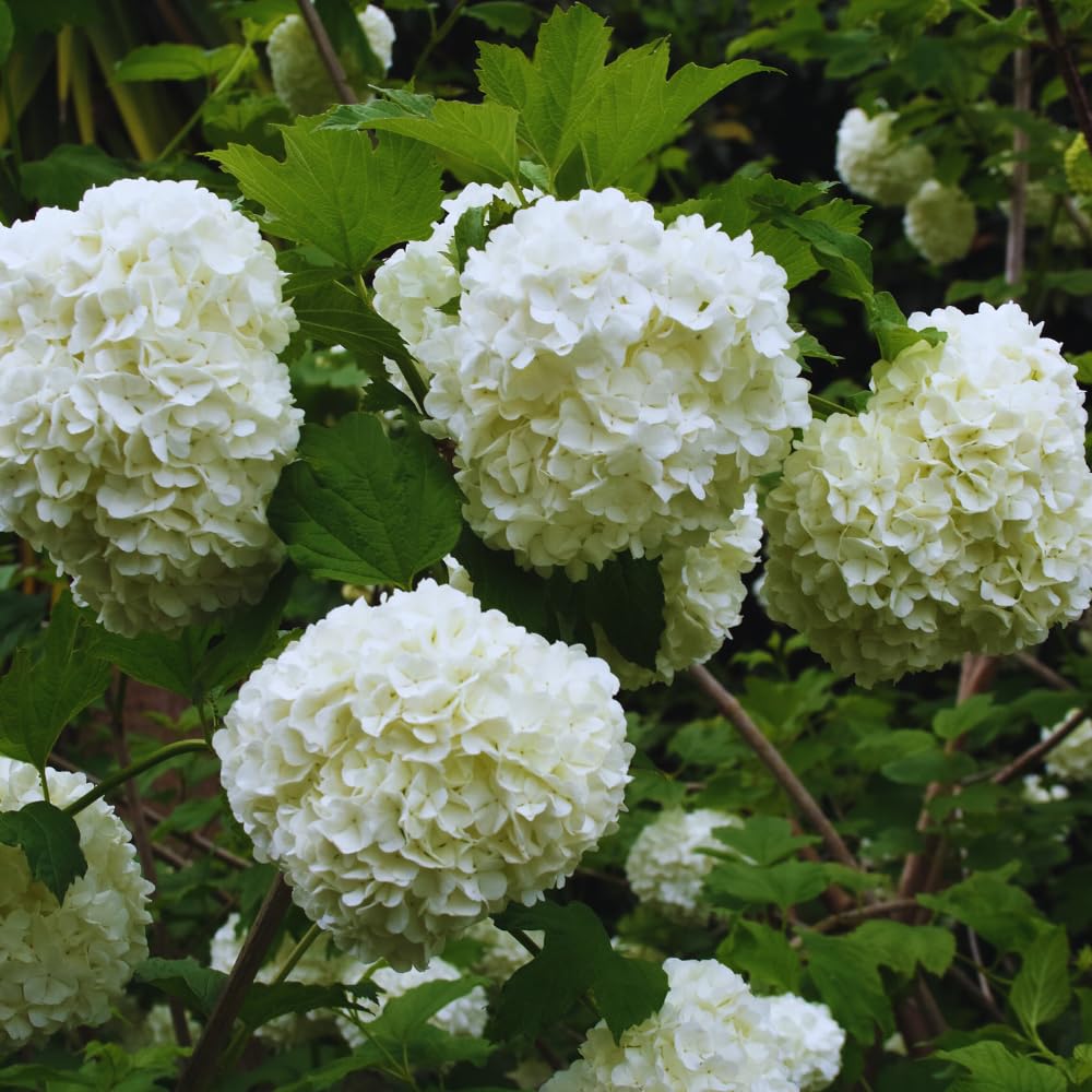 Snowball Bush Plant, Old Fashion Snowball Viburnum Bush Live Plant, 4 Inc Potted