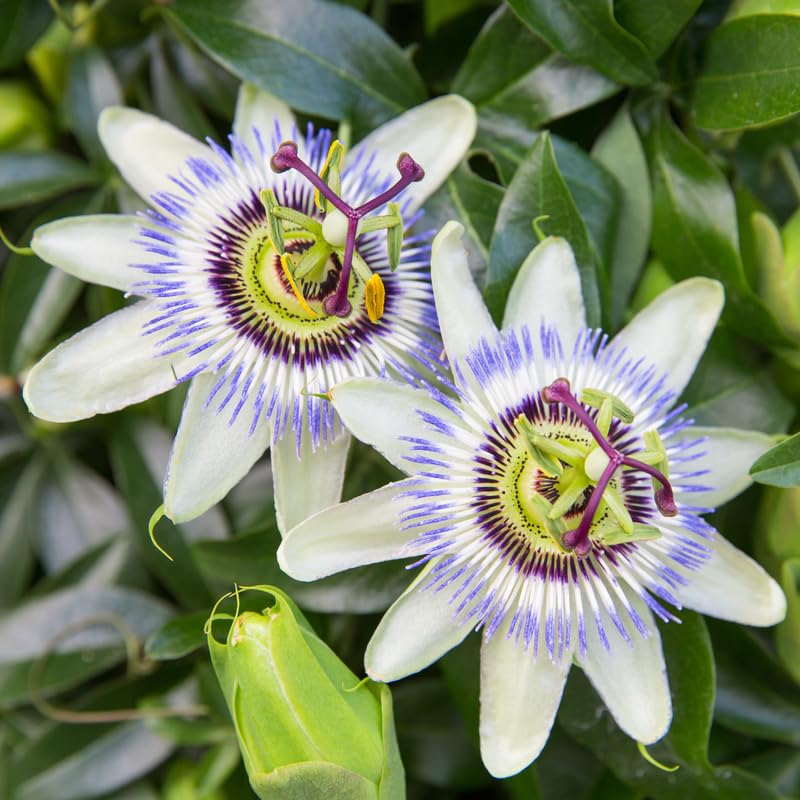 2 Blue White Passion Flower Plants, 4-8'' Tall Red Passiflora Plant Vine for Planting, Vibrant Passion Flower Starter Plant for Home Garden and Containers, Well Rooted to Grow