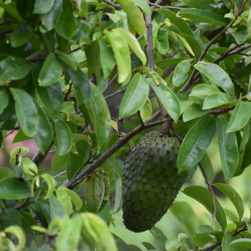 Guanabana Giant Soursop Tree Live Plant, Sweet Soursop Fruit Tree in 1 Gallon Pot for Planting Outdoors, No Ship to CA