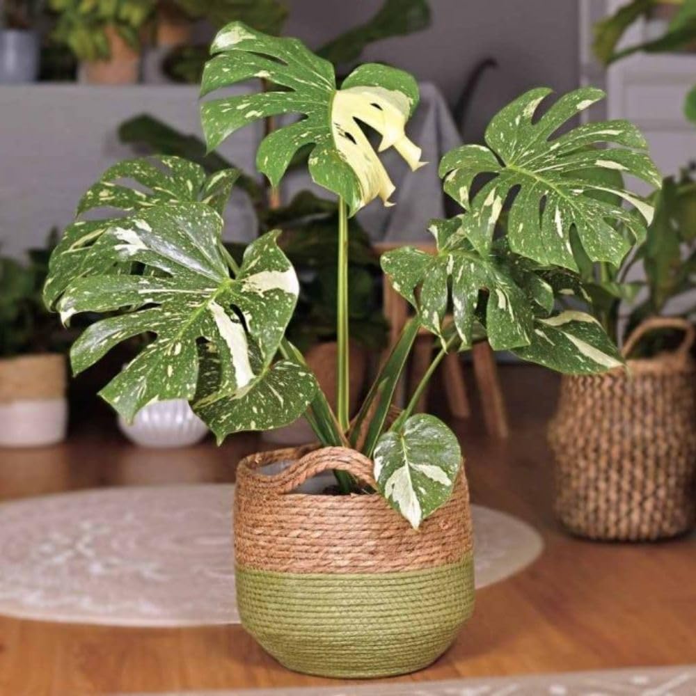 Thai Constellation Monstera Live Plant 4-6 Inch Tall, Live Thai Constellation Monstera Houseplant for Planting Indoor, Variegated Houseplant