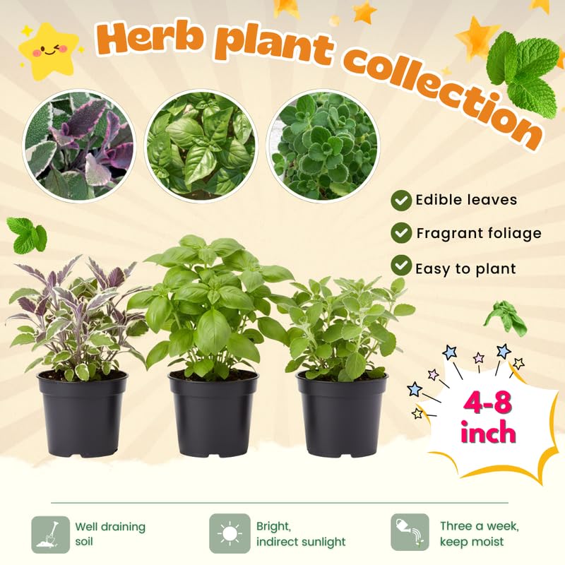 3 Edible and Fragrant Herb Plants Live, Assorted Varieties, 4-8 Inches, Random Herbs Including Basil, Rosemary, Lemon Balm, Mint and Other Herbs