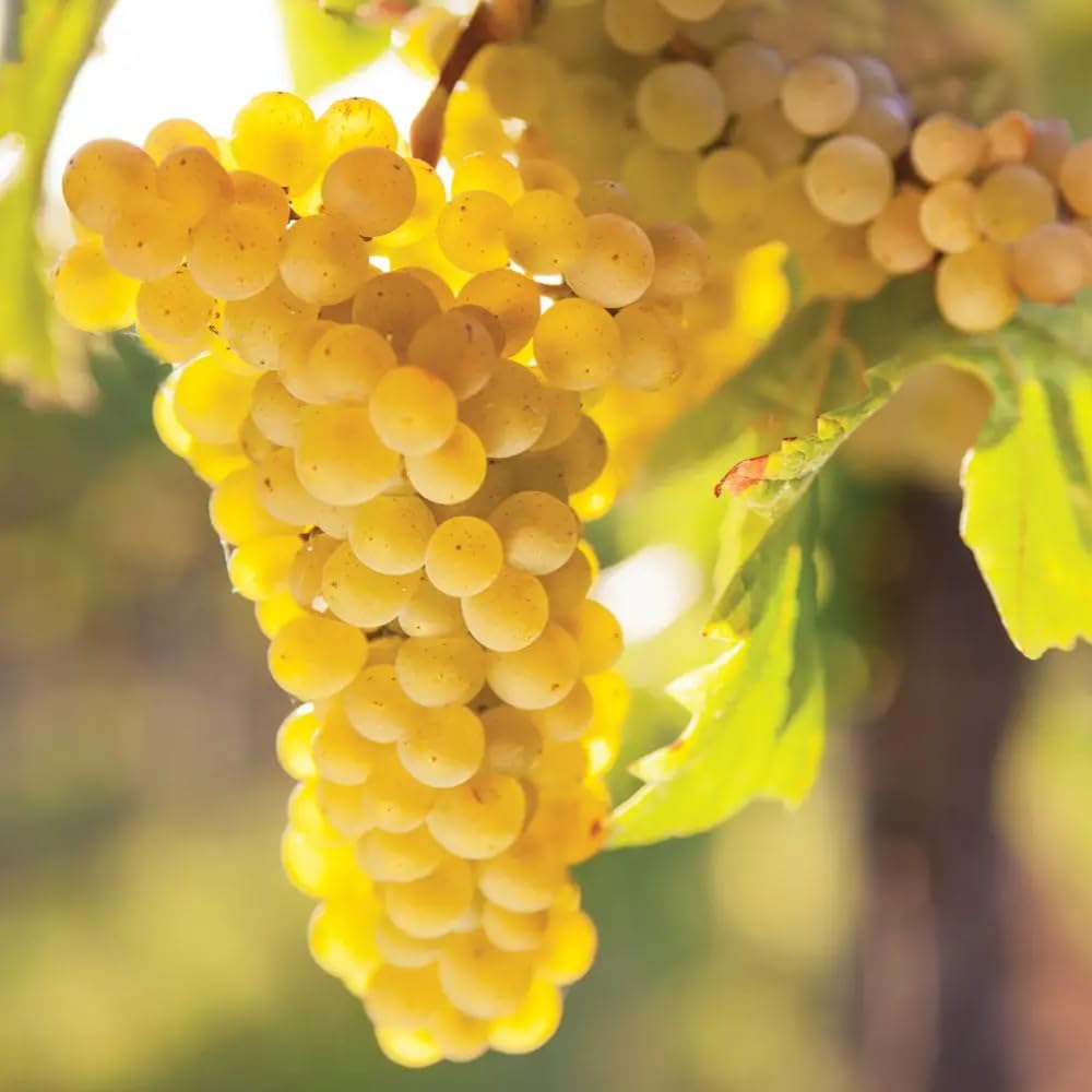 Set of 3 Muscadine Grape Plants Live, 4-6" Tall Seedless Grape Vines for Outdoor Planting, Hardy Fruit Plants for Garden and Vineyard (Yellow White Grape)